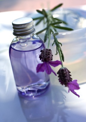 The Benefits & Uses of Lavender